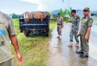 Satuan Polisi Pamong Praja Manggarai Barat kembali melakukan operasi penertiban sapi liar yang ada di Labuan Bajo. (Foto: Infomabarkab)