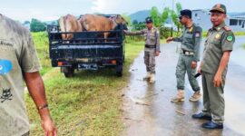 Satuan Polisi Pamong Praja Manggarai Barat kembali melakukan operasi penertiban sapi liar yang ada di Labuan Bajo. (Foto: Infomabarkab)
