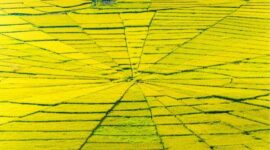 Sawah Lodok di Manggarai: Warisan Budaya Unik Berbentuk Jaring Laba-Laba