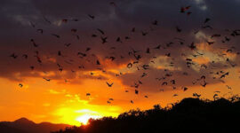 Pulau Kalong di TN Komodo, Nikmati Sunset yang Indah dan Rumah Bagi Jutaan Kelelewar