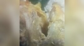 Heboh! Warung Makan di Labuan Bajo Sajikan Ikan Berulat, Netizen Geram