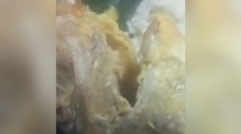 Heboh! Warung Makan di Labuan Bajo Sajikan Ikan Berulat, Netizen Geram