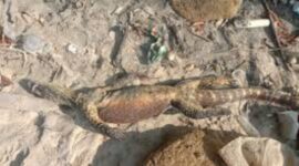 Komodo Ditemukan Mati Terapung di Laut Kampung Komodo, Balai TNK Lakukan Investigasi