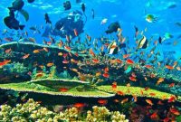 Snorkeling & Diving di Labuan Bajo: Menyelami Surga Bawah Laut Indonesia