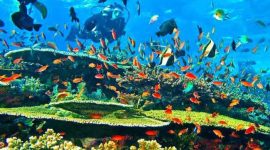 Snorkeling & Diving di Labuan Bajo: Menyelami Surga Bawah Laut Indonesia