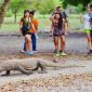 Pemandangan Sejumlah Tamu Saat Berkunjung di Kawasan Taman Nasional Komodo. (Foto: Istimewa)