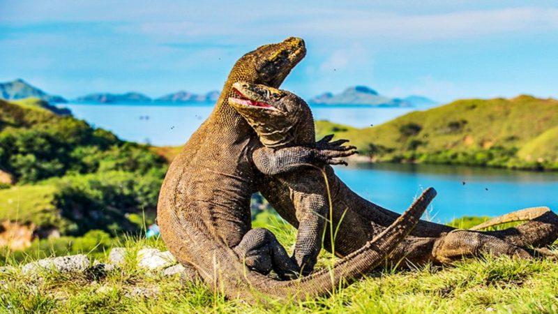 Pemandangan Sejumlah Komodo di Kawasan Taman Nasional Komodo. (Foto: Istimewa)