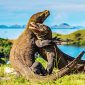 Pemandangan Sejumlah Komodo di Kawasan Taman Nasional Komodo. (Foto: Istimewa)