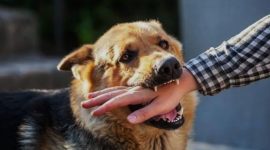 Ciri-Ciri Anjing Terkena Rabies yang Perlu Diwaspadai