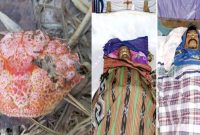 Waspada Inilah Kepiting Laut Beracun yang Sebabkan Dua Warga NTT Tewas