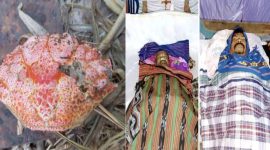 Waspada Inilah Kepiting Laut Beracun yang Sebabkan Dua Warga NTT Tewas