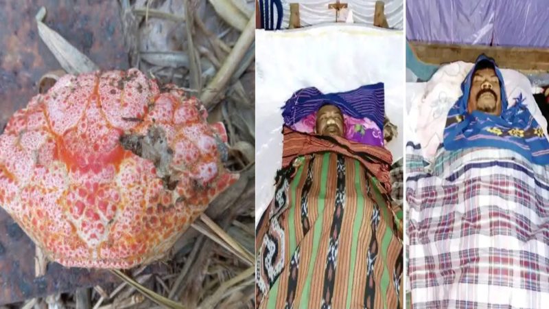 Waspada Inilah Kepiting Laut Beracun yang Sebabkan Dua Warga NTT Tewas