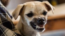 Lebih Sayang Binatang Ketimbang Nyawa Manusia? Catatan Kritis untuk Kasus Gigitan Anjing Rabies di Manggarai Raya