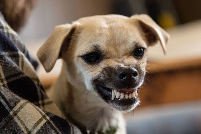 Lebih Sayang Binatang Ketimbang Nyawa Manusia? Catatan Kritis untuk Kasus Gigitan Anjing Rabies di Manggarai Raya