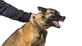 Heboh! 17 Warga Manggarai Timur Makan Daging Anjing Rabies, Pemiliknya Tewas Terinfeksi