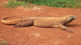 Komodo Ditemukan Tewas di Pinggir Jalan Golo Mori! Diduga Tertabrak Kendaraan, Warga Heboh!