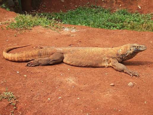 Komodo Ditemukan Tewas di Pinggir Jalan Golo Mori! Diduga Tertabrak Kendaraan, Warga Heboh!