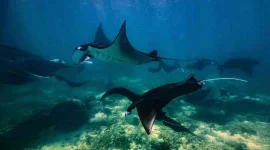 Manta Point Labuan Bajo: Destinasi Snorkeling & Diving Terbaik untuk Melihat Pari Manta Raksasa