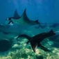 Manta Point Labuan Bajo: Destinasi Snorkeling & Diving Terbaik untuk Melihat Pari Manta Raksasa