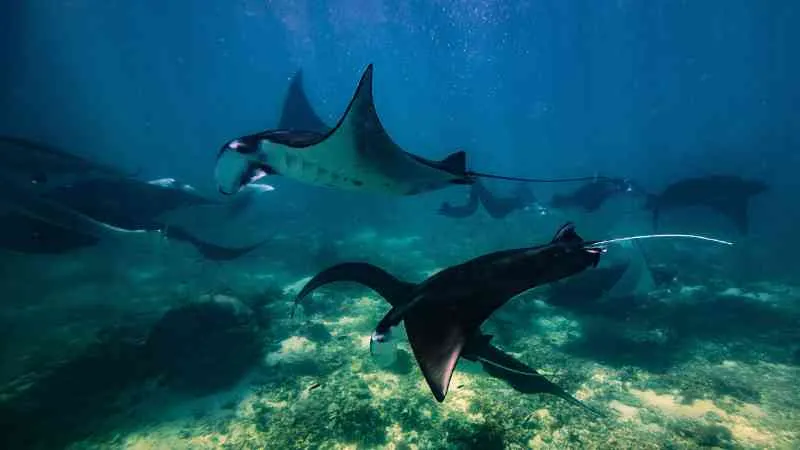 Manta Point Labuan Bajo: Destinasi Snorkeling & Diving Terbaik untuk Melihat Pari Manta Raksasa