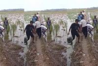 Dua Petani Tewas Tersengat! Jebakan Tikus Pakai Arus Listrik Kembali Makan Korban di Persawahan