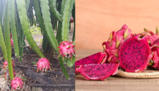 Manfaat Makan Buah Naga bagi Kesehatan Tubuh