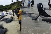 Puluhan Paus Diduga Pilot Whale Terdampar di Rote Ndao, Ini Penjelasan BKKPN Kupang