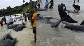 Puluhan Paus Diduga Pilot Whale Terdampar di Rote Ndao, Ini Penjelasan BKKPN Kupang