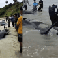 Puluhan Paus Diduga Pilot Whale Terdampar di Rote Ndao, Ini Penjelasan BKKPN Kupang