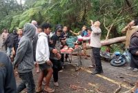 BREAKING NEWS: Pengendara Tewas Tertimpa Pohon Ampupu di Jalur Ranamese–Mano