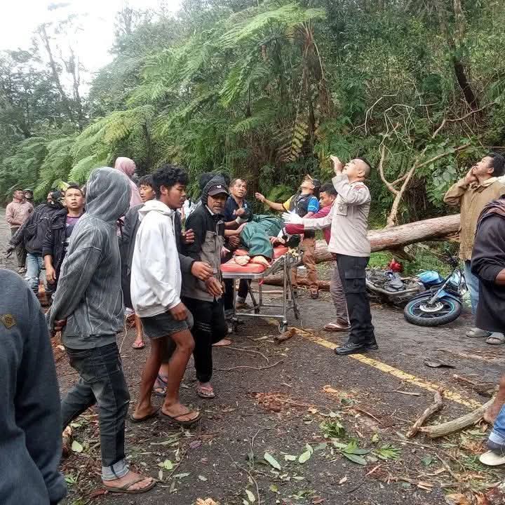 BREAKING NEWS: Pengendara Tewas Tertimpa Pohon Ampupu di Jalur Ranamese–Mano