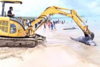 Sejumlah Lumba-Lumba Terdampar di Pantai Rote Ndao, Warga dan Petugas Lakukan Penguburan