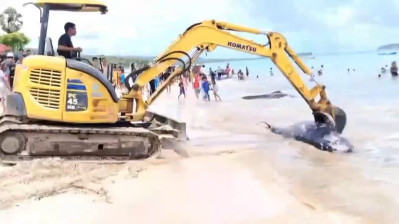 Sejumlah Lumba-Lumba Terdampar di Pantai Rote Ndao, Warga dan Petugas Lakukan Penguburan