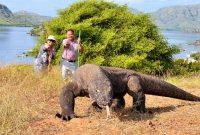 Para wisatawan saat berpose dengan seekor Komodo di Taman Nasional Komodo (Sumber Gambar: Istimewa)