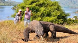 Para wisatawan saat berpose dengan seekor Komodo di Taman Nasional Komodo (Sumber Gambar: Istimewa)
