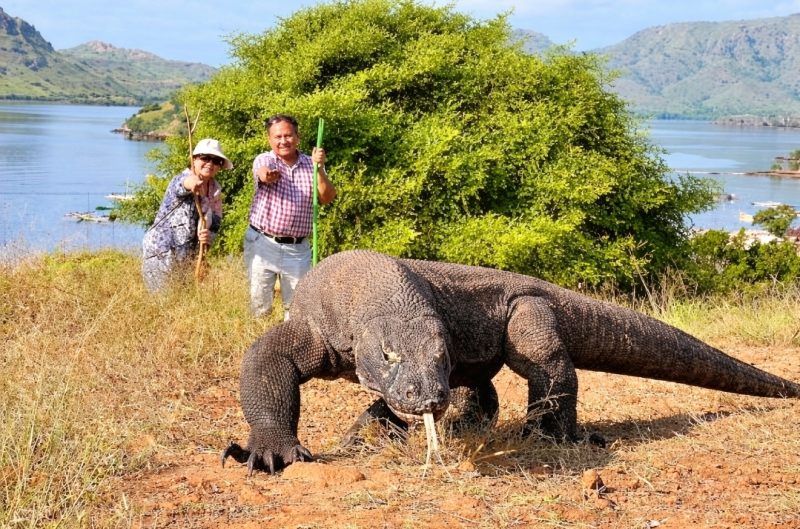 Para wisatawan saat berpose dengan seekor Komodo di Taman Nasional Komodo (Sumber Gambar: Istimewa)