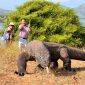 Para wisatawan saat berpose dengan seekor Komodo di Taman Nasional Komodo (Sumber Gambar: Istimewa)