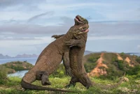 Fakta Baru Kasus Penjualan Komodo: Dibeli Rp5 Juta, Rencana Diselundupkan ke Thailand