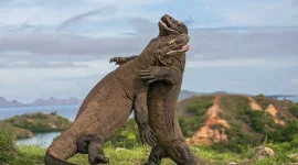 Fakta Baru Kasus Penjualan Komodo: Dibeli Rp5 Juta, Rencana Diselundupkan ke Thailand