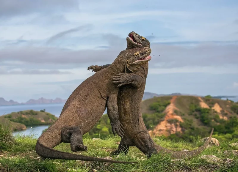 Fakta Baru Kasus Penjualan Komodo: Dibeli Rp5 Juta, Rencana Diselundupkan ke Thailand