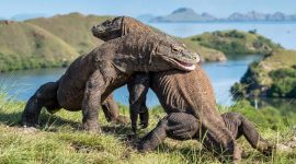 Indonesia Pinjamkan 2 Komodo ke Jepang, Ditukar Jerapah dan Panda Merah, Ini Tujuan Sebenarnya