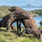 Indonesia Pinjamkan 2 Komodo ke Jepang, Ditukar Jerapah dan Panda Merah, Ini Tujuan Sebenarnya