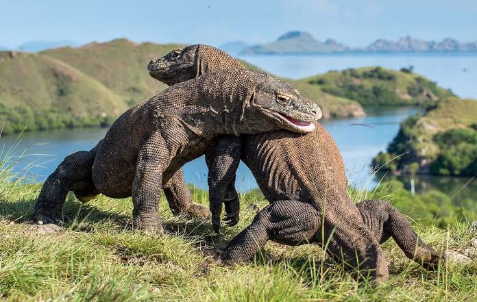 Indonesia Pinjamkan 2 Komodo ke Jepang, Ditukar Jerapah dan Panda Merah, Ini Tujuan Sebenarnya